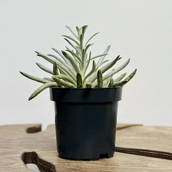 Крестовник Скапосус d10/h15