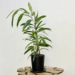 Фикус Биннедика Амстел Кинг d17/h80