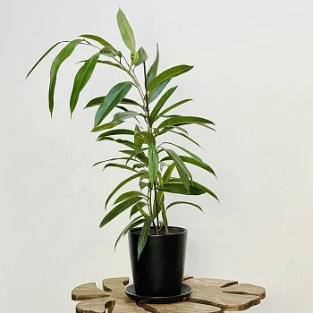 Фикус Биннедика Амстел Кинг d17/h80