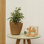 Фикус Бенджамина Наташа d14/h45