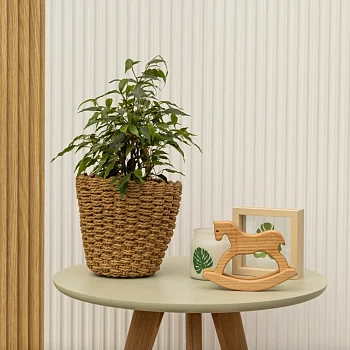 Фикус Бенджамина Наташа d14/h45