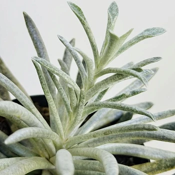 Крестовник Скапосус d10/h15