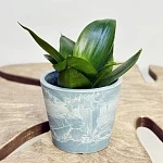 Сансевиерия Блэк Ханни d6/h15