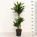 Драцена фрагранс Грин Джевел d21/h100