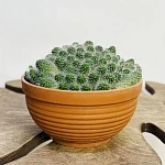 Маммилярия мини в плошке d16/h15