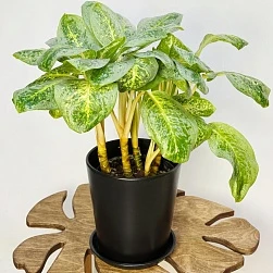 Аглаонема Лемон Минт d19/h50