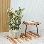Фикус Эластика Тинеке  d27/h105