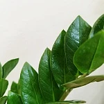 Замиокулькас Лакки d14/h45