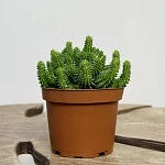 Эуфорбия Сюзанна d10/h12