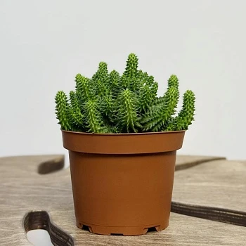 Эуфорбия Сюзанна d10/h12