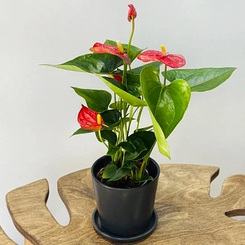 Антуриум Джамбо Ред d12/h40