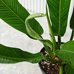 Филодендрон Кампии d20/h80