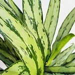 Аглаонема Кутласс d12/h35