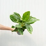 Аглаонема Чинто Куин d14/h45