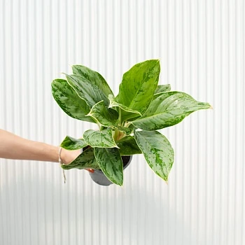 Аглаонема Чинто Куин d14/h45