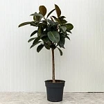 Фикус Эластика Хлое d20/h105