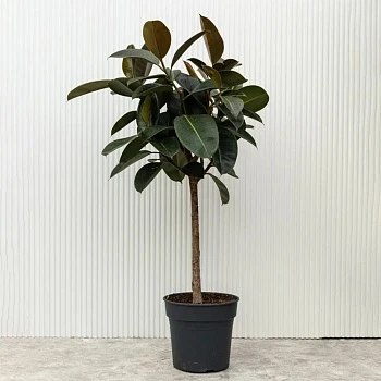 Фикус Эластика Хлое d20/h105