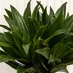 Драцена фрагранс Компакта d21/h100