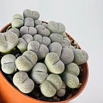 Литопс Микс d8,5/h20