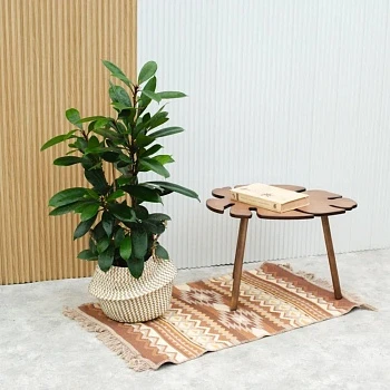 Фикус Циатистипула d22/h95