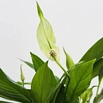 Спатифиллум Корто d12/h30