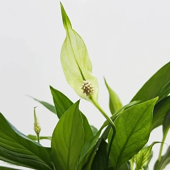 Спатифиллум Корто d12/h30