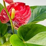 Антуриум Джамбо Ред d12/h40