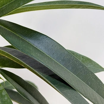 Фикус Биннедика Амстел Кинг d17/h80