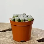 Литопс Микс d8,5/h20