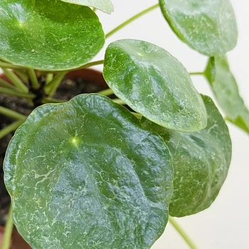 Пилея пеперомиевидная Шугар d13/h20