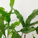 Микросорум Диверсифолиум d24/h50