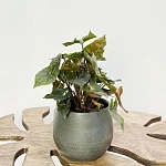 Сингониум Мария Броканте d12/h25