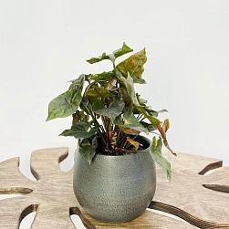 Сингониум Мария Броканте d12/h25