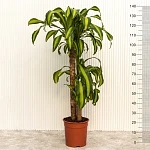 Драцена Массанжеана d24/h140