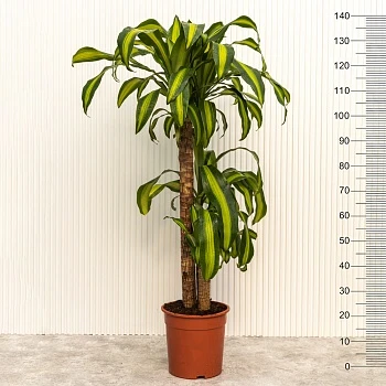 Драцена Массанжеана d24/h140