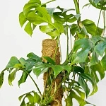 Рафидофора Тетрасперма d17/h70