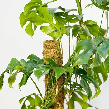 Рафидофора Тетрасперма d17/h70