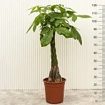 Пахира Акватика d24/h120