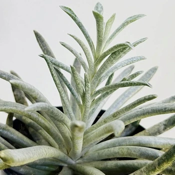 Крестовник Скапосус d10/h15