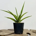 Сансевиерия Сильвер Сирени d12/h50