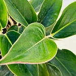 Аглаонема Мистерио d12/h30