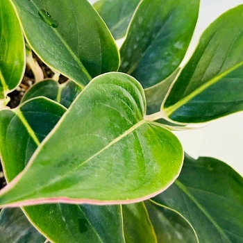 Аглаонема Мистерио d12/h30