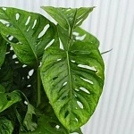 Монстера Обликва d18/h50