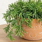 Рипсалис Пилокарпа ампельный