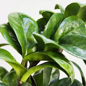 Замиокулькас Зензи d12/h30