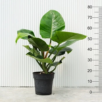 Филодендрон Империал Грин d23/h80