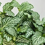 Фиттония микс 