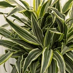 Драцена фрагранс Сюрприз d24/h90