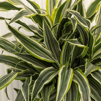 Драцена фрагранс Сюрприз d24/h90