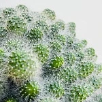 Маммилярия мини в плошке d16/h15